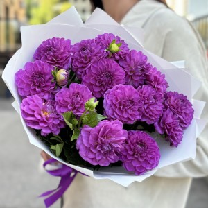 15 фиолетовых георгин 15 фиолетовых георгин