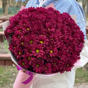 15 фиолетовых кустовых хризантем Бакарди 15 фиолетовых кустовых хризантем Бакарди