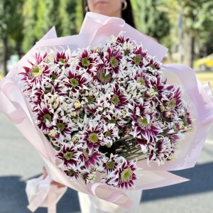 15 кустовых хризантем Саба 15 кустовых хризантем Саба