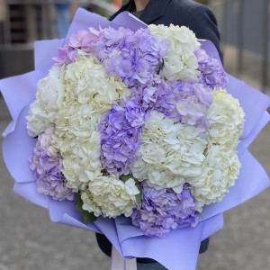 15 лавандовых и белых гортензий 15 лавандовых и белых гортензий