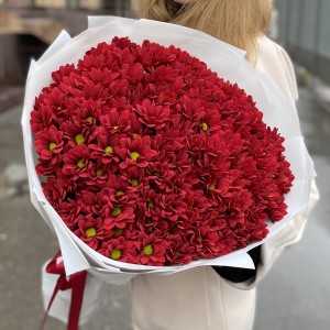 25 бордовых кустовых хризантем Бакарди 25 бордовых кустовых хризантем Бакарди