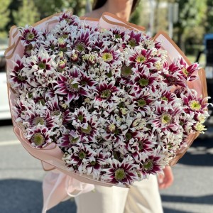 25 кустовых хризантем Саба 25 кустовых хризантем Саба