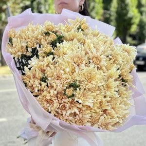 25 персиковых кустовых хризантем Балтика 25 персиковых кустовых хризантем Балтика