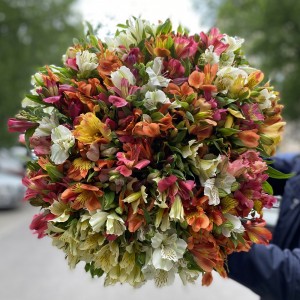 51 Альстромерия микс 51 Альстромерия микс