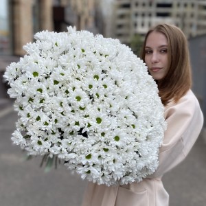 51 белая кустовая хризантема Бакарди 51 белая кустовая хризантема Бакарди