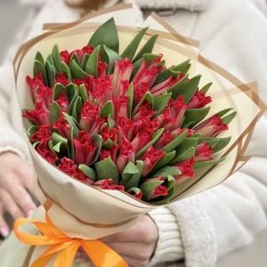 51 красный тюльпан Ред дресс 51 красный тюльпан Ред дресс
