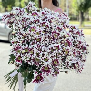 51 кустовая хризантема Саба 51 кустовая хризантема Саба