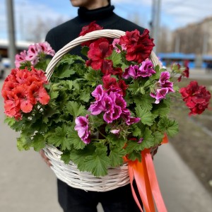 Подарочная корзина с Геранью Подарочная корзина с Геранью