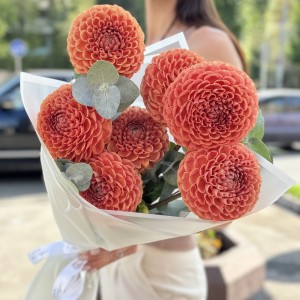 7 коричнево-желтых георгин Помпон 7 коричнево-желтых георгин Помпон