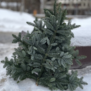 Еловая ветка Нобилис 5 шт