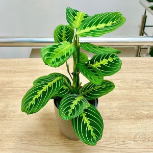 Маранта Мариселла Маранта Мариселла
