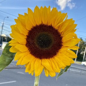 Подсолнух Подсолнух