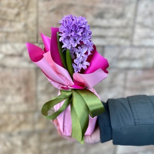 Гиацинт в горшке микс Гиацинт в горшке микс