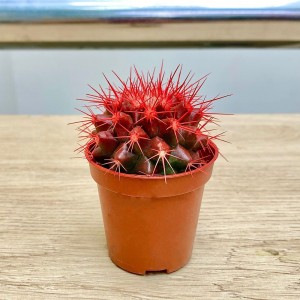 Эхинокактус мини красный Эхинокактус мини красный