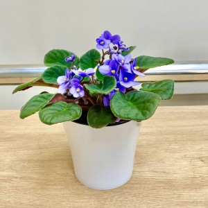 Фиалка (сенполия) сиреневая Фиалка (сенполия) сиреневая