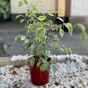 Фикус Бенджамина Кинки Фикус Бенджамина Кинки