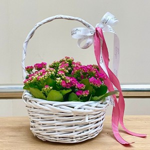 Корзина с каланхоэ Корзина с каланхоэ