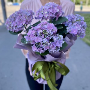 Гортензия сиреневая Гортензия сиреневая