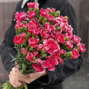 Кустовая малиновая гвоздика Кустовая малиновая гвоздика