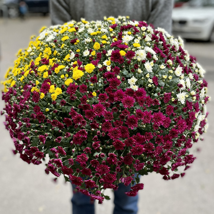 Хризантема в горшке Шар