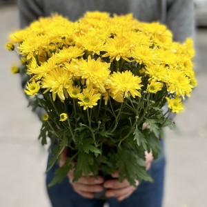 Хризантема в горшке Жёлтая Хризантема в горшке Жёлтая