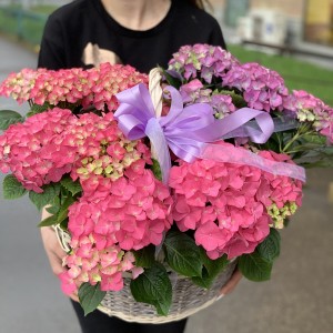 Гортензия в корзине Гортензия в корзине