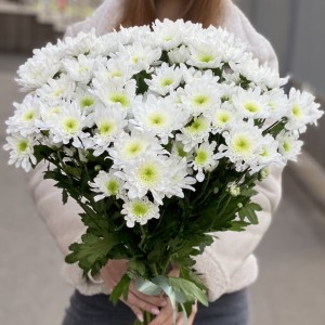 Белая кустовая хризантема Коммандер Белая кустовая хризантема Коммандер