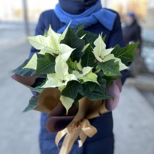 Пуансеттия белая - Цветок Рождественская звезда Пуансеттия белая - Цветок Рождественская звезда