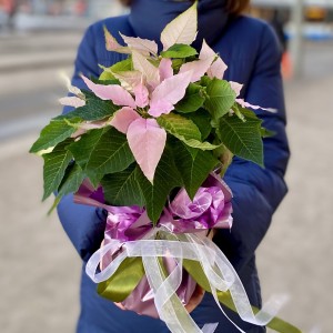 Пуансеттия нежно-розовая - Цветок Рождественская звезда Пуансеттия нежно-розовая - Цветок Рождественская звезда