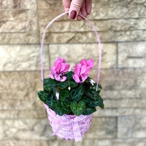 Корзина с цикламеном Корзина с цикламеном