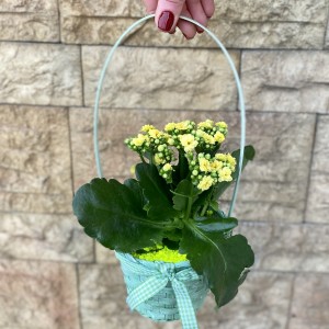 Корзина с каланхоэ Корзина с каланхоэ