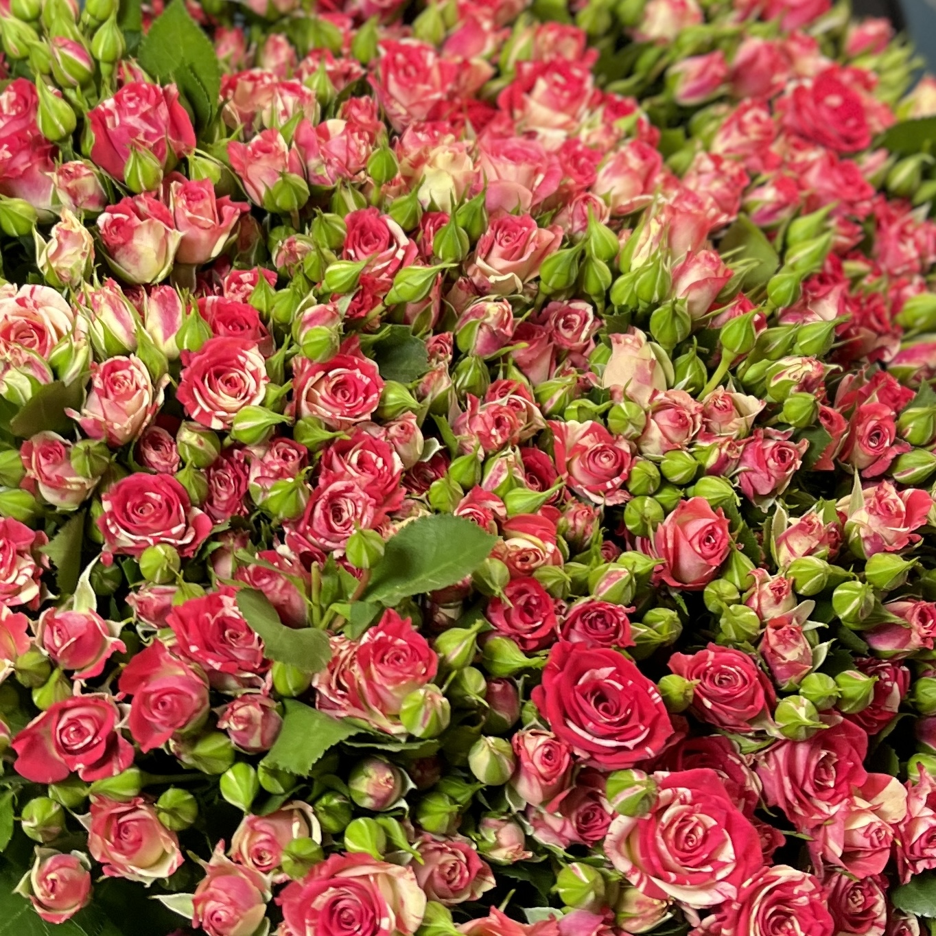 51 кустовая бело-малиновая роза Файрворкс 60 см