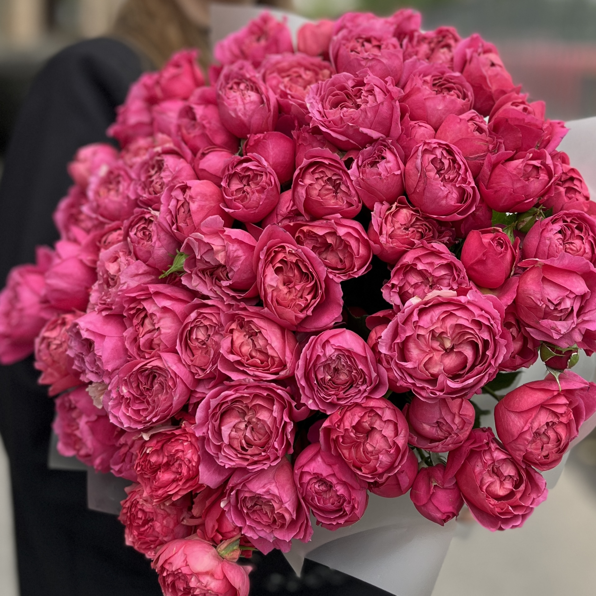 25 кустовых пионовидных роз Вишневая Джульетта