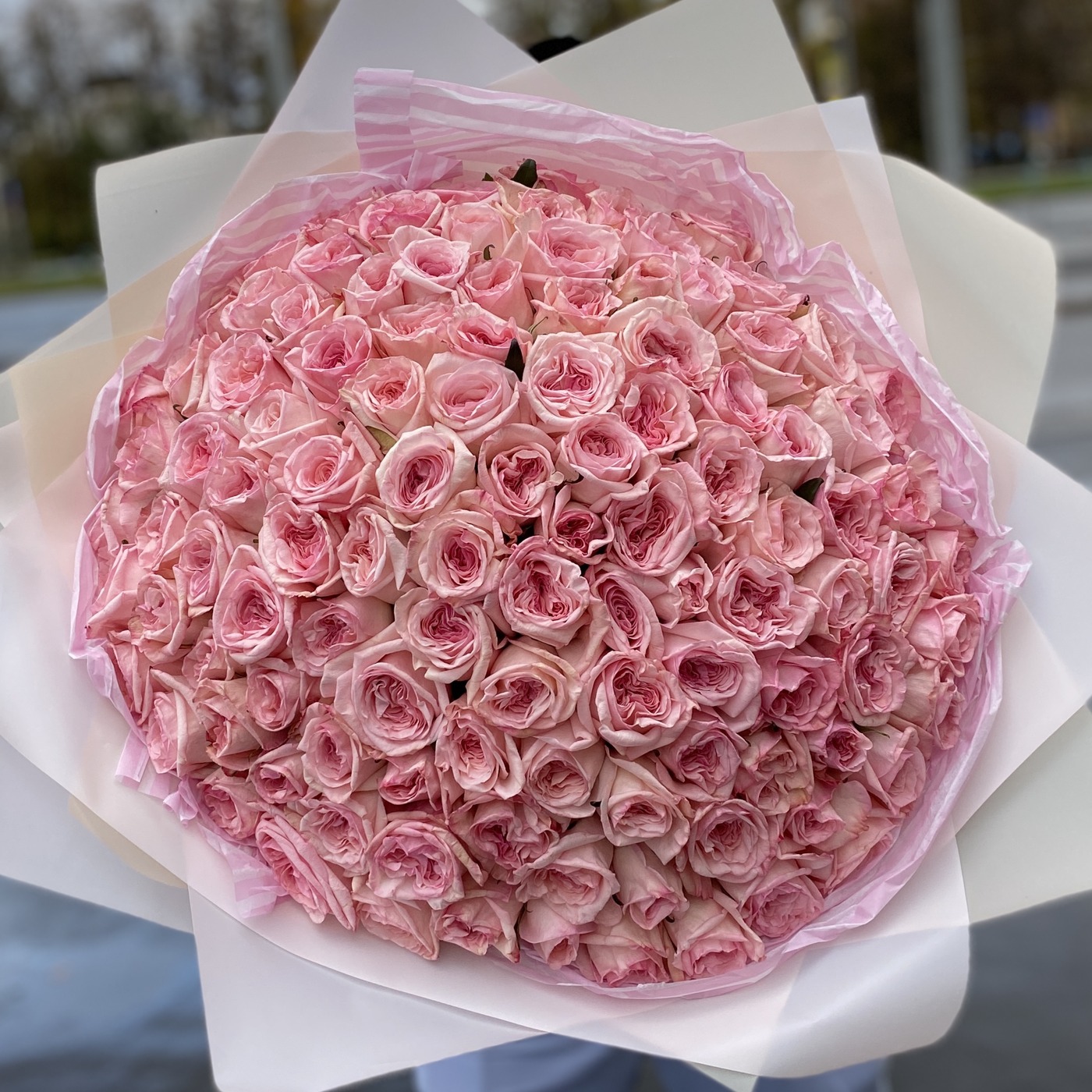 101 ароматная роза Pink Ohara