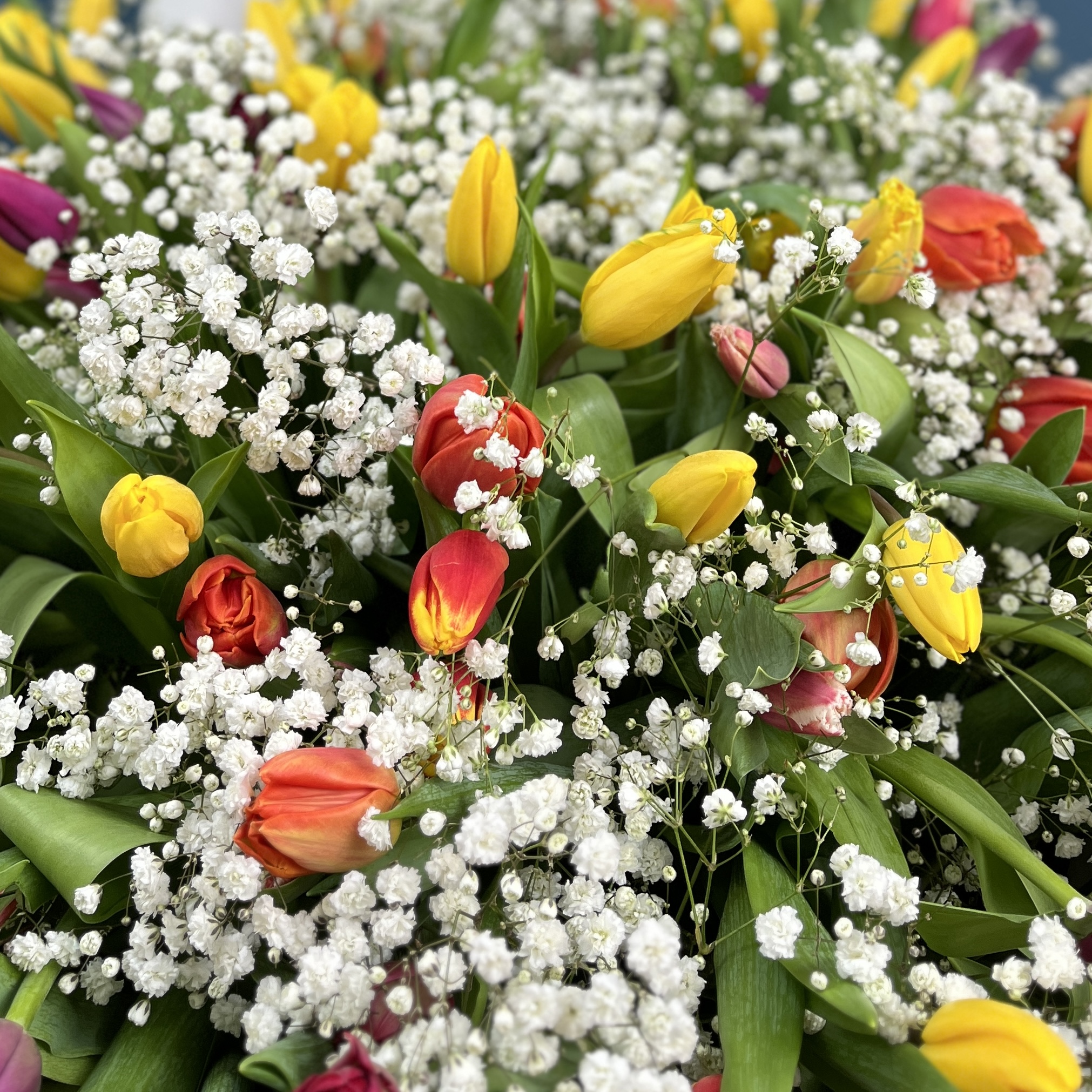 301 тюльпан микс с белой гипсофилой в корзине