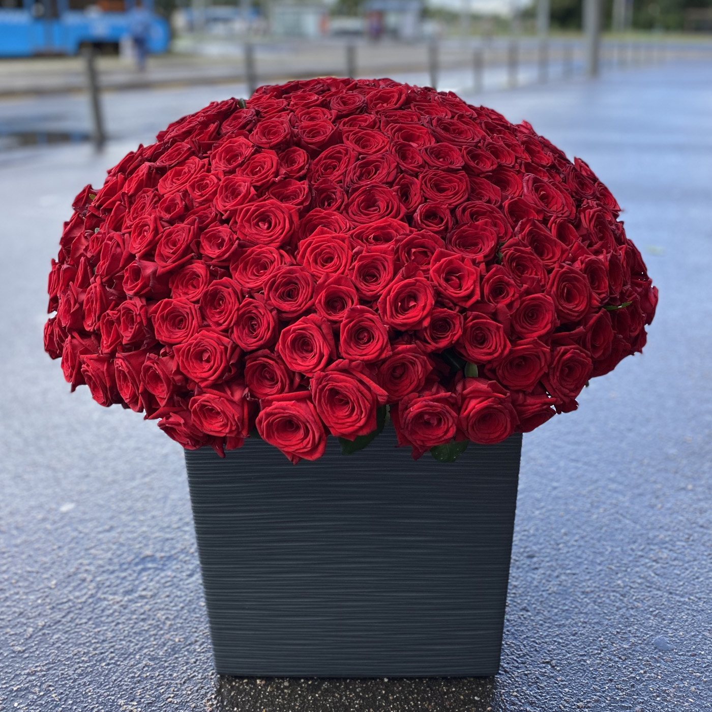301 роза