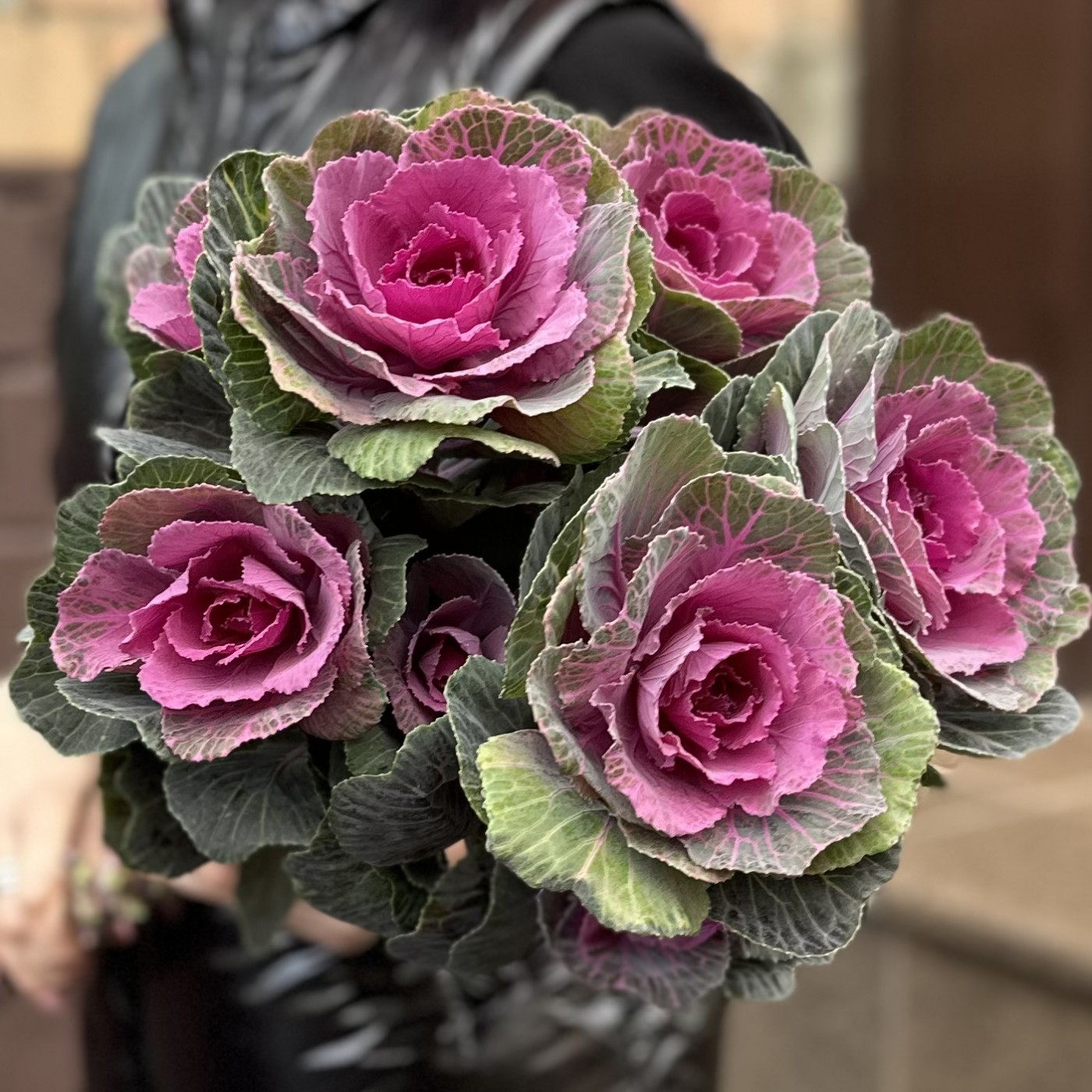 Брассика кустовая Светлана