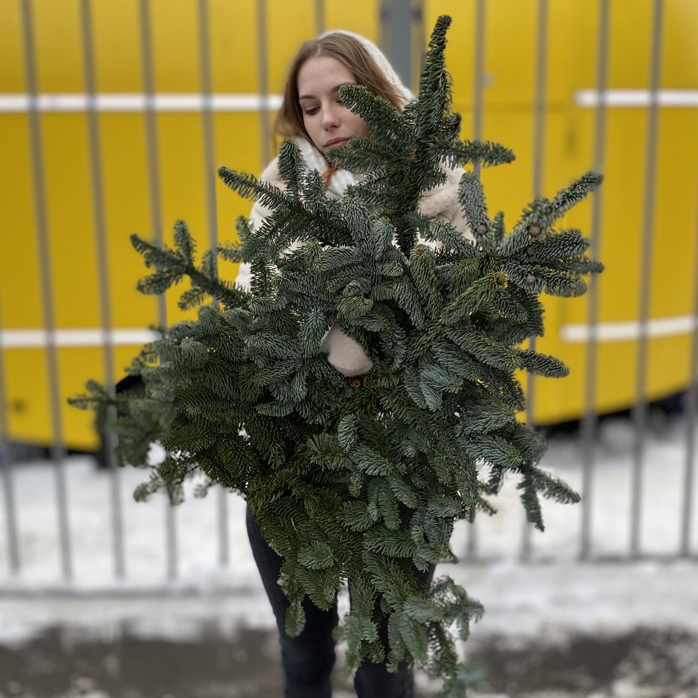 Еловая ветка Нобилис 3 шт