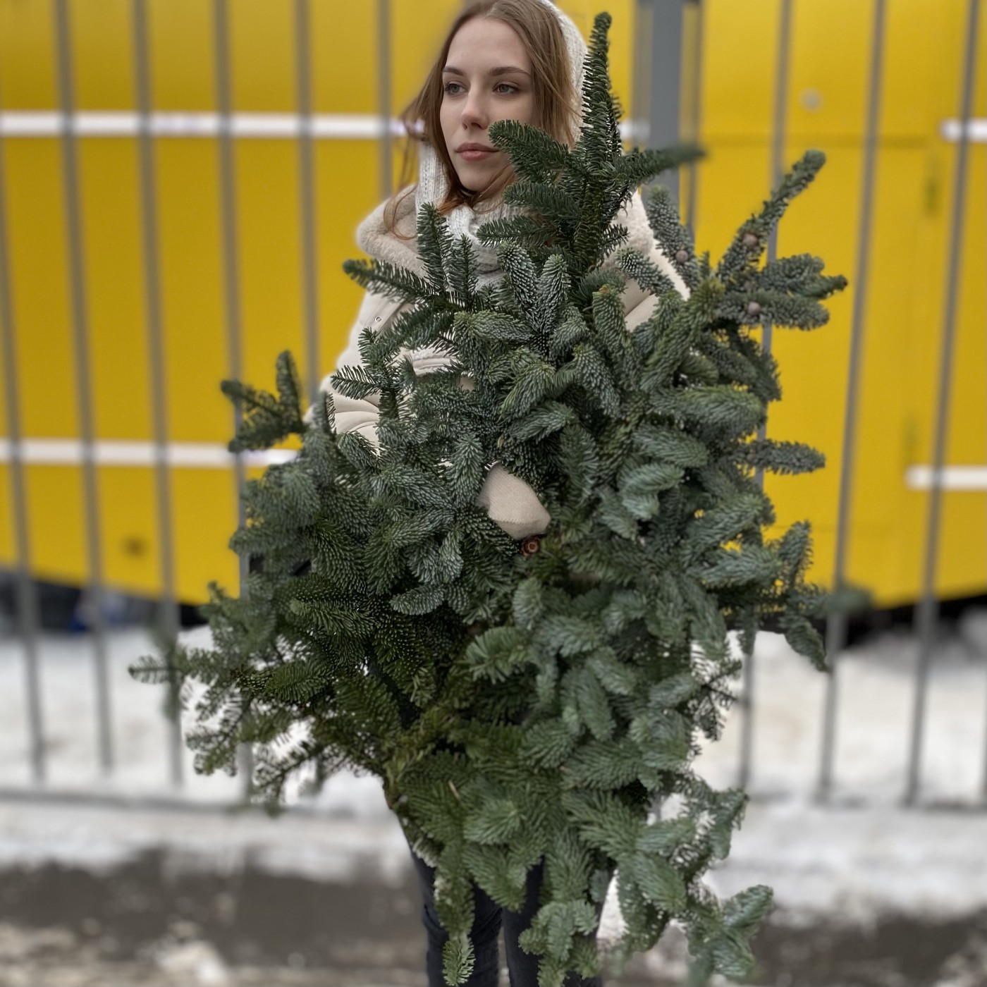 Еловая ветка Нобилис 3 шт