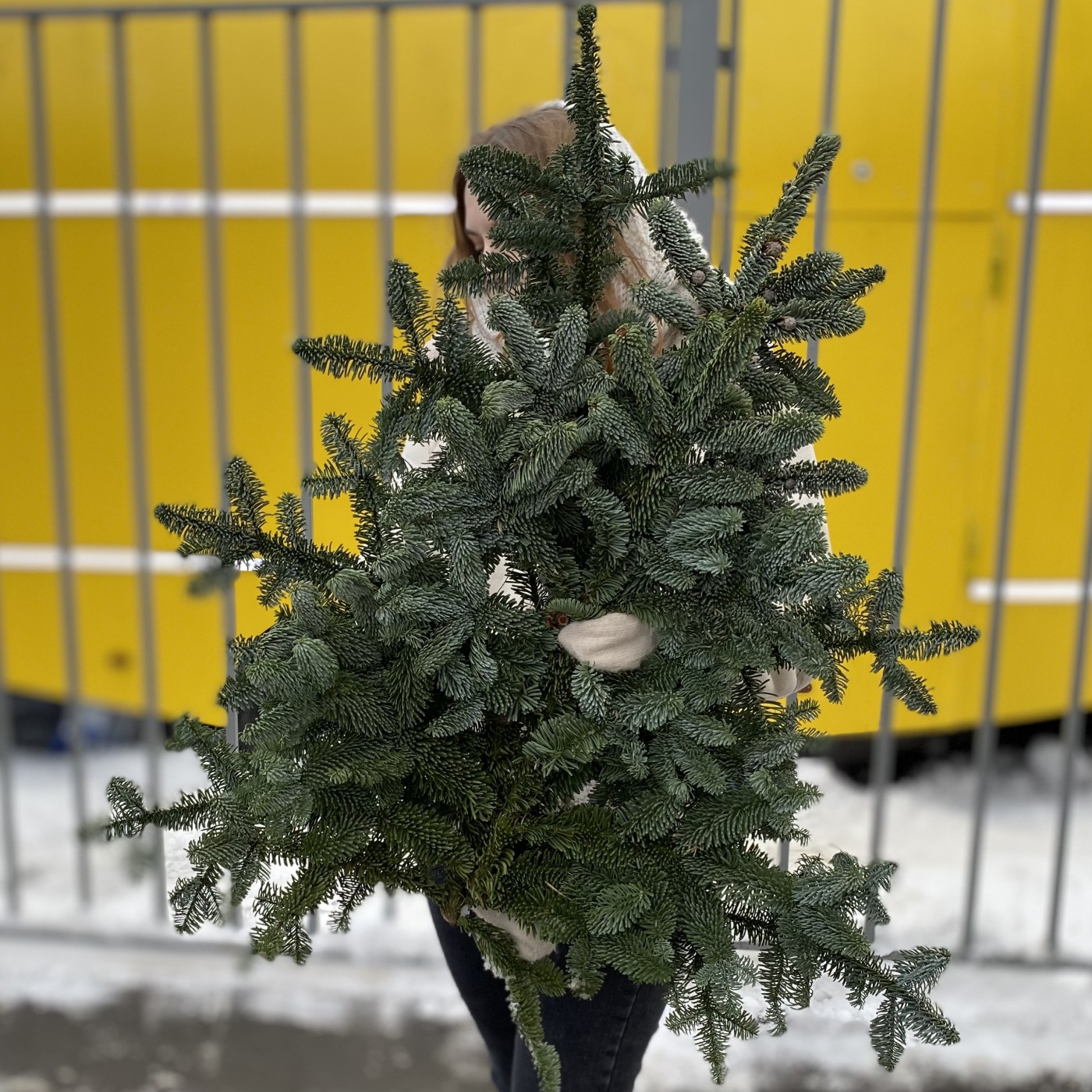 Еловая ветка Нобилис 3 шт
