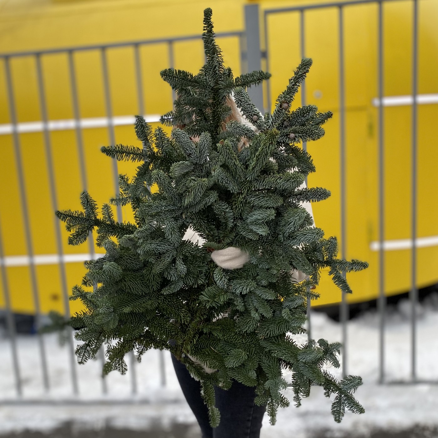Еловая ветка Нобилис 3 шт