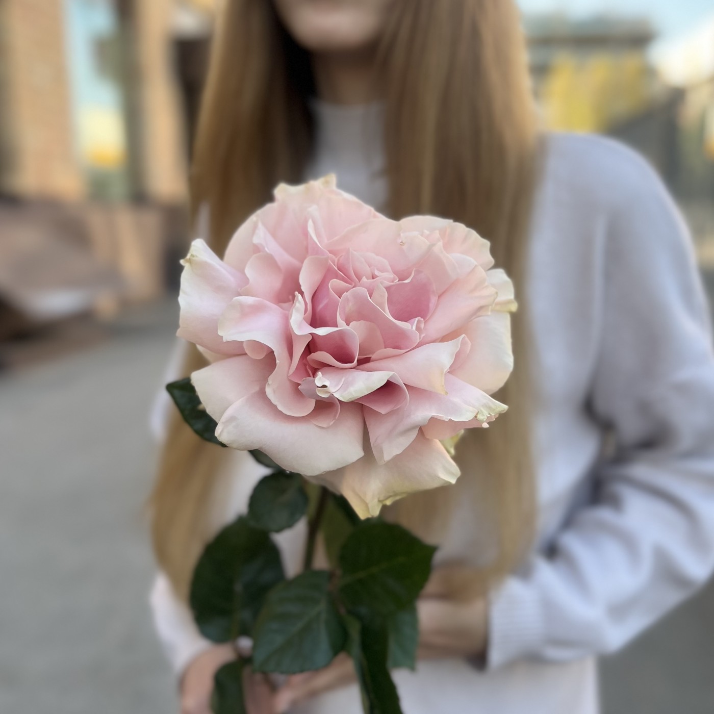 Французская Роза Пинк Мондиаль