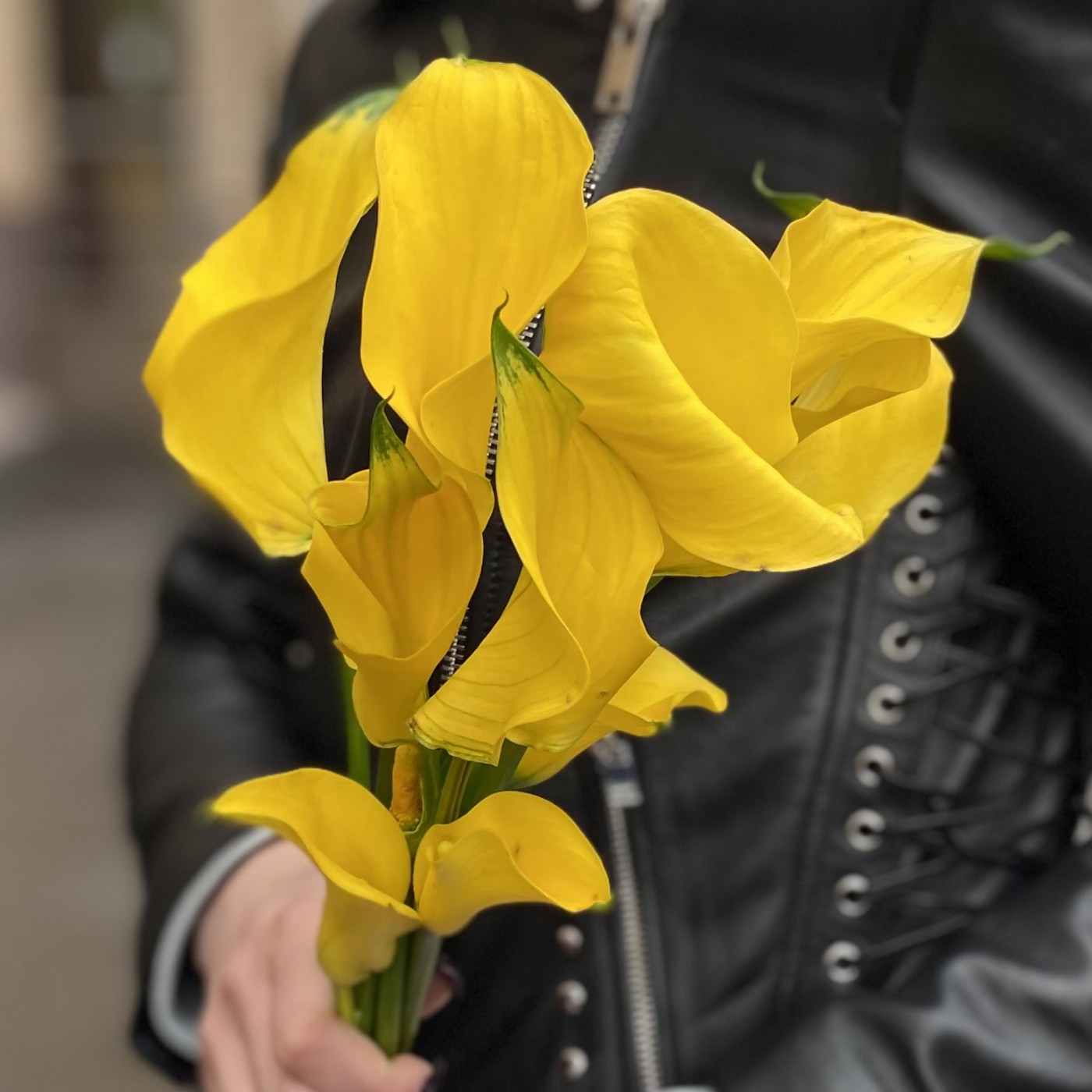Калла желтая