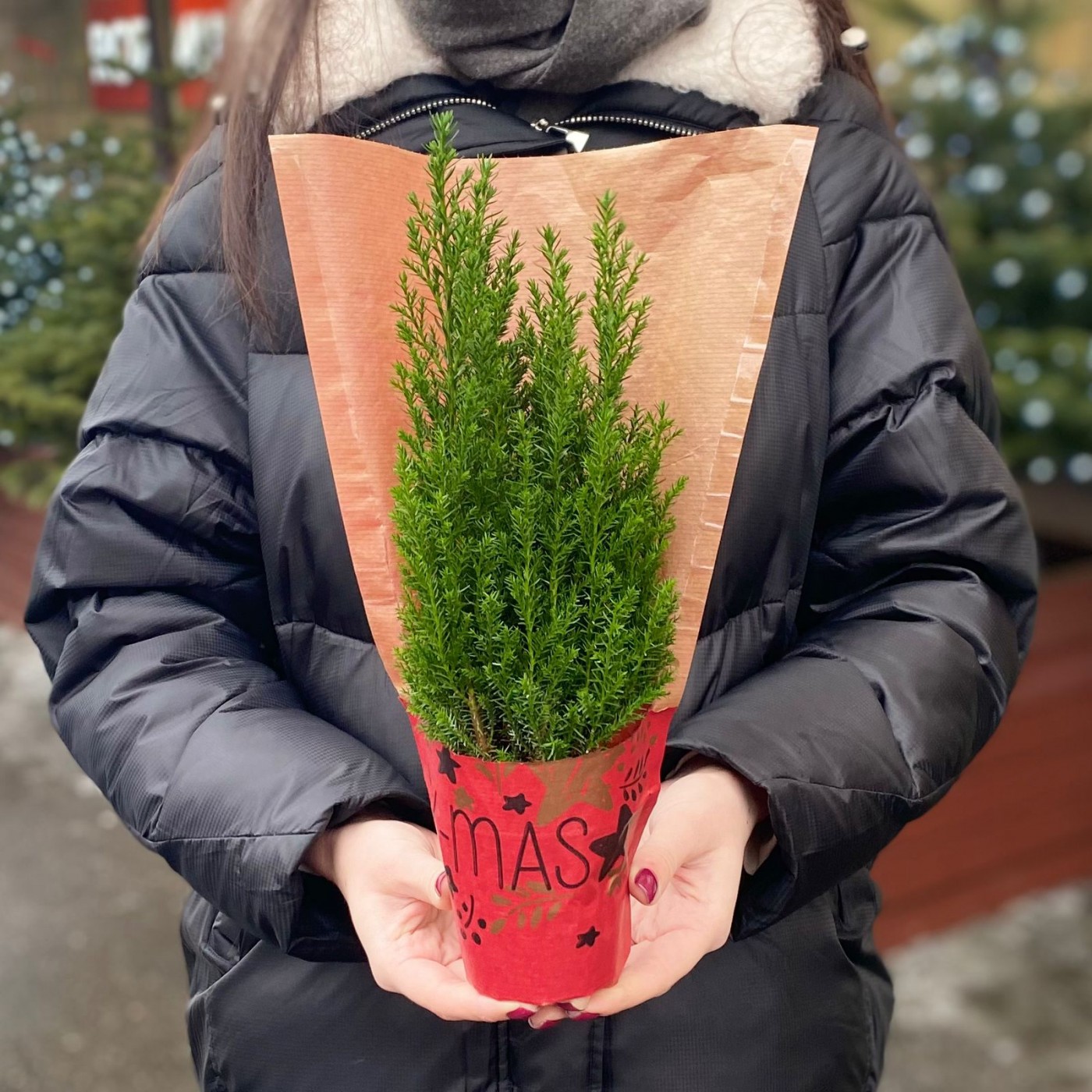 Кипарисовик Элвуди в пакете