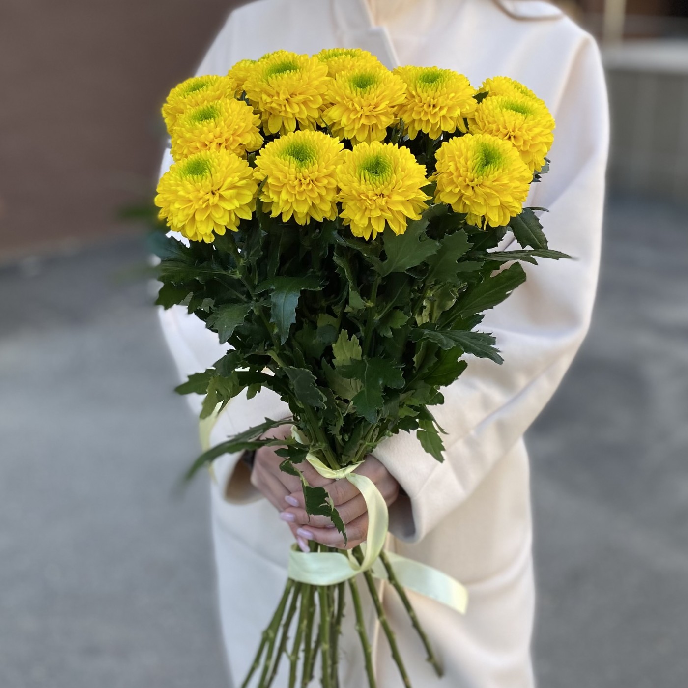 Жёлтые хризантемы Помпон