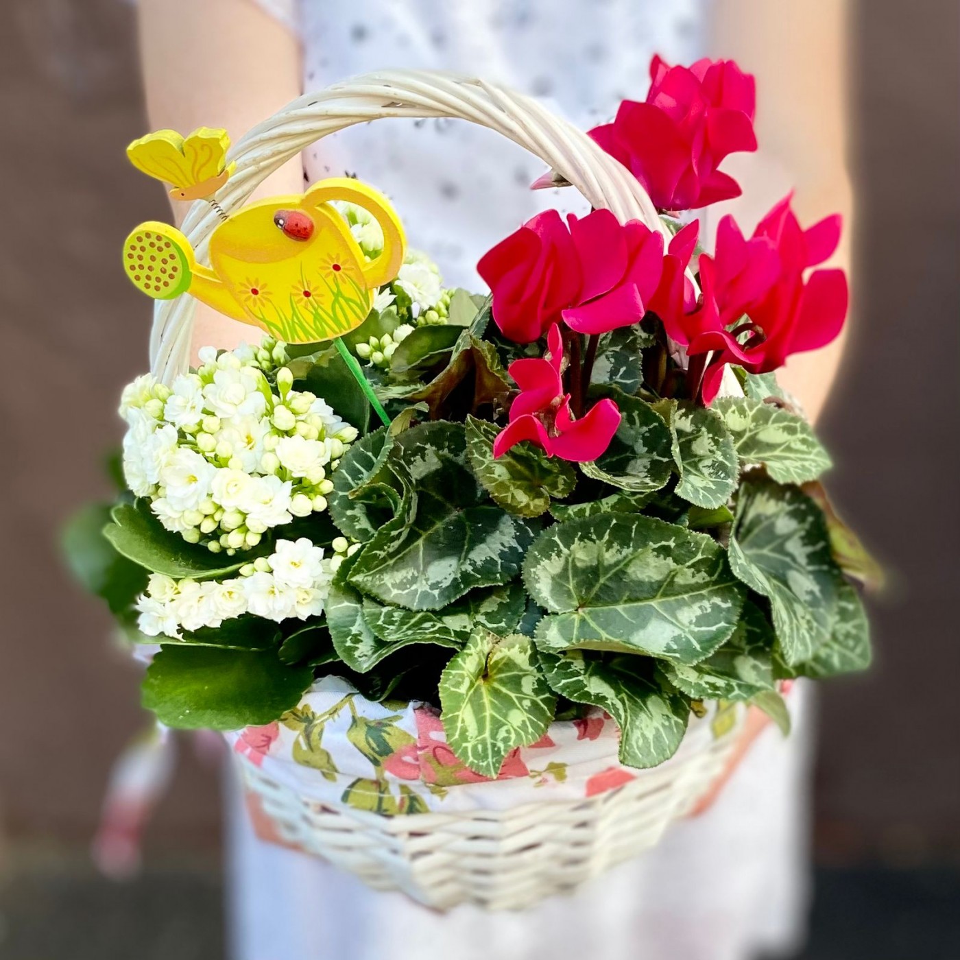 Композиция с цикламеном и каланхоэ в корзине