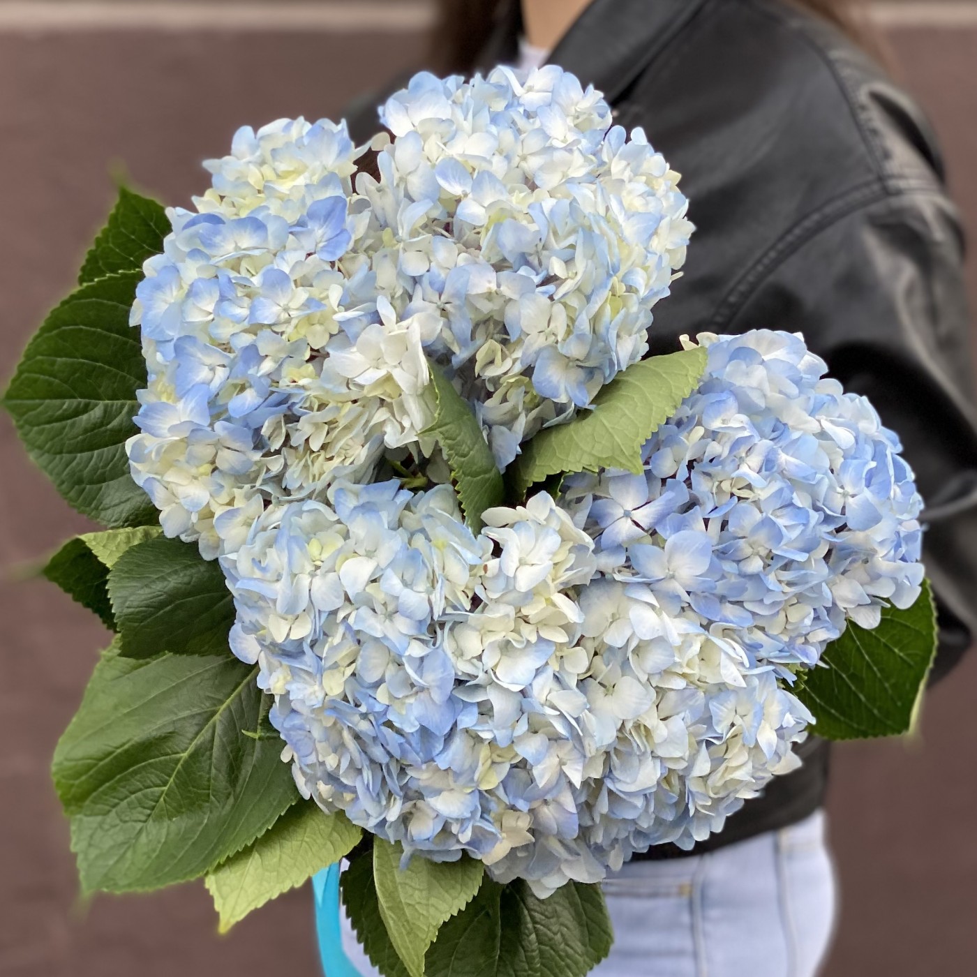Гортензия голубая