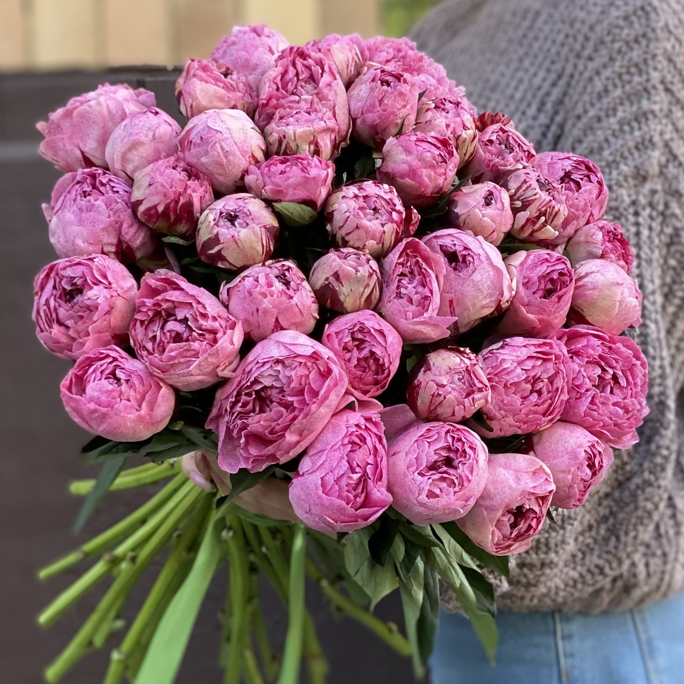 Пион розовый Александр-Эльза