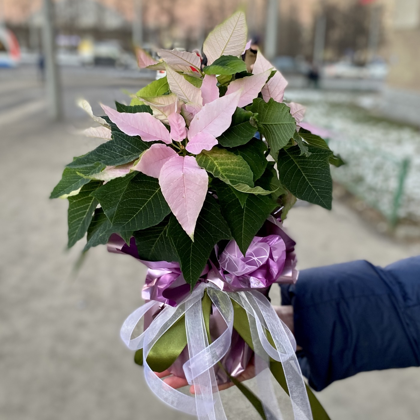 Пуансеттия нежно-розовая - Цветок Рождественская звезда