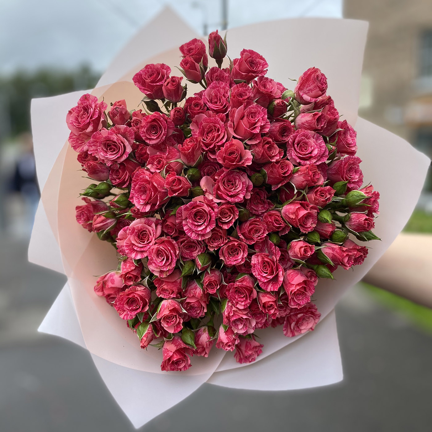 Кустовая роза Pink flash